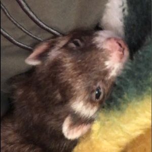 Meet your Posher, Jaylee